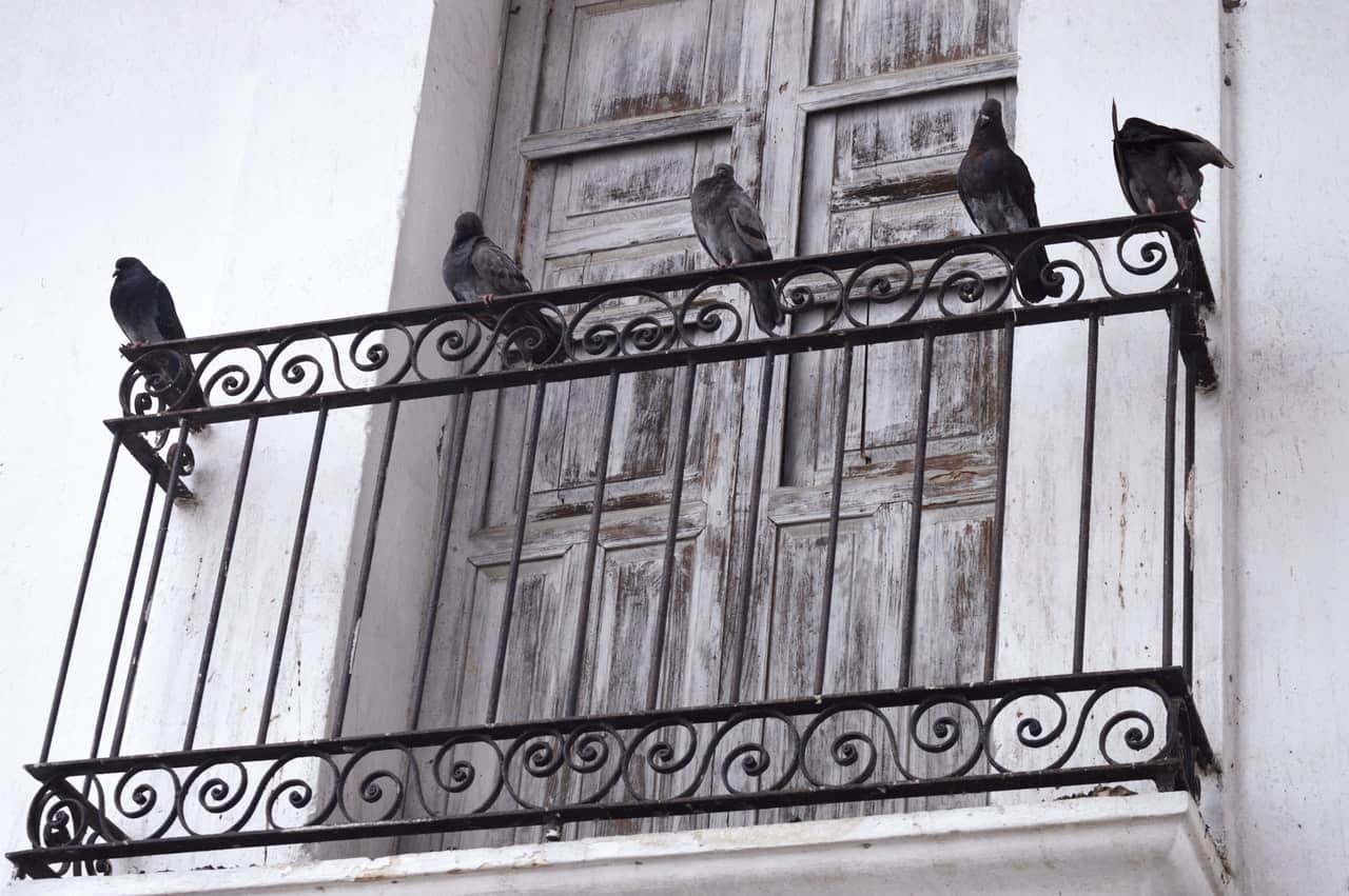 Come allontanare i piccioni dal balcone